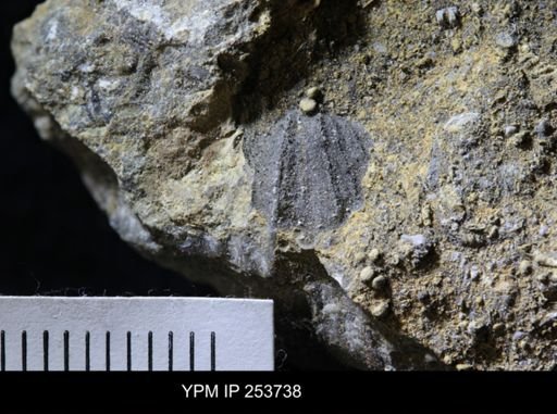 Pentremites sp.