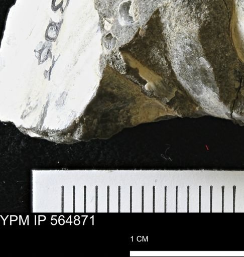 undet. Bivalvia