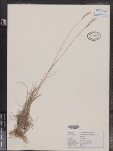 Danthonia spicata