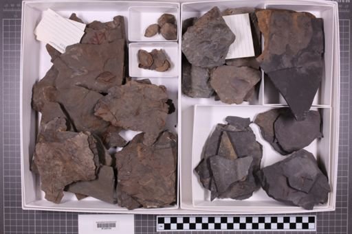 mixed taxa, stratigraphic collection