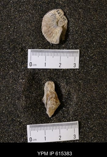 Discoscaphites sp.