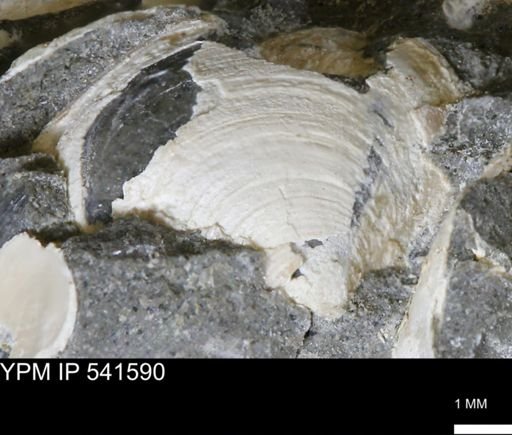 Limopsis striatopunctatus