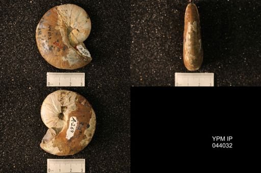 Hoploscaphites nicolletii