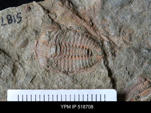 Parabathycheilus sp.