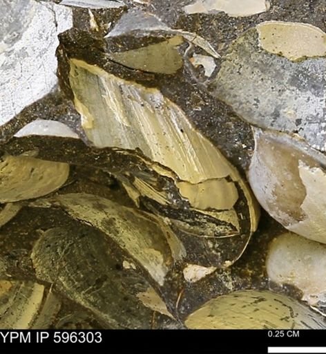 Limopsis striatopunctatus