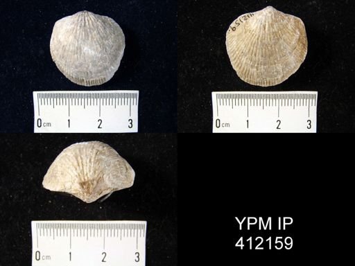 Atrypa reticularis