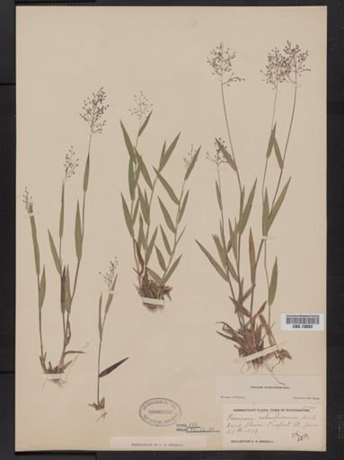 Panicum columbianum tsugetorum