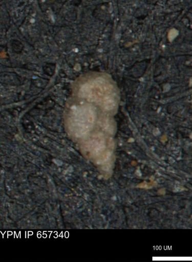 Bimonilina variana