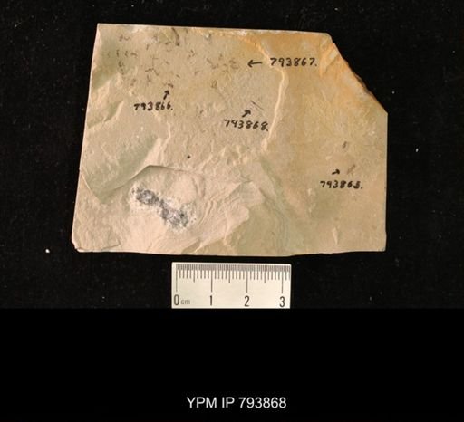 undet. Tipulomorpha
