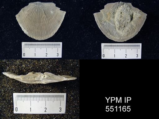 Schuchertella subplana