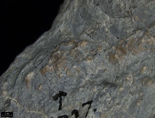 Aplocoma damesii