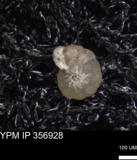 undet. Foraminiferida