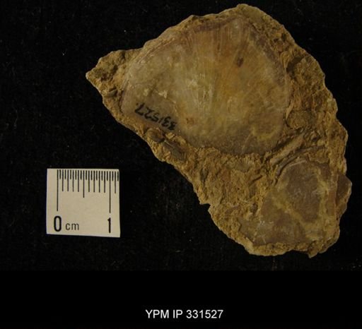 Trigrammaria?