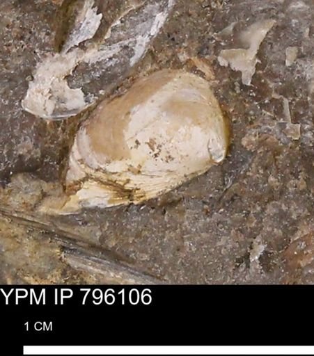Spisula elliptica