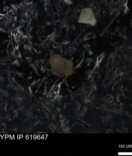 undet. Foraminiferida