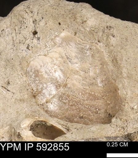 undet. Mollusca