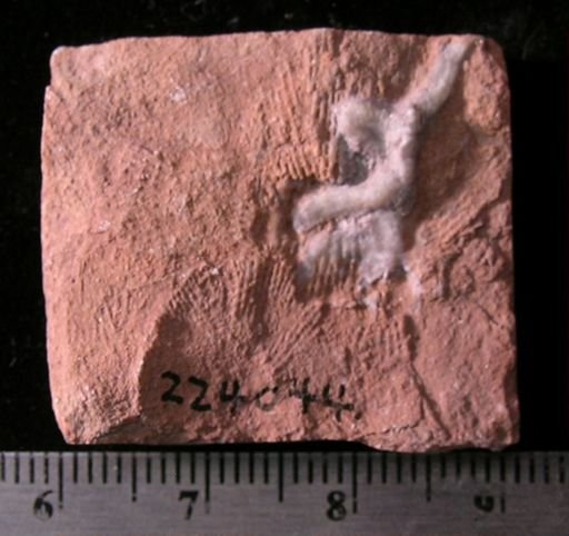 Antiquaster sp.