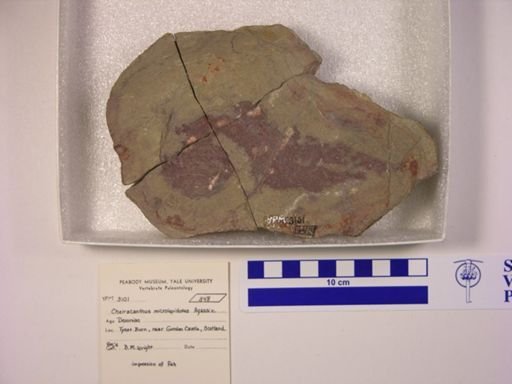Cheiracanthus microlepidotus