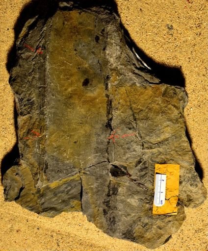 Sigillaria minuta