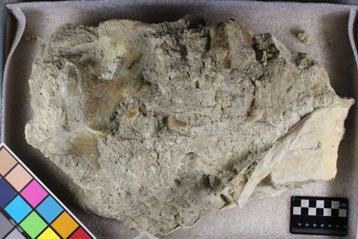 Subhyracodon sp.