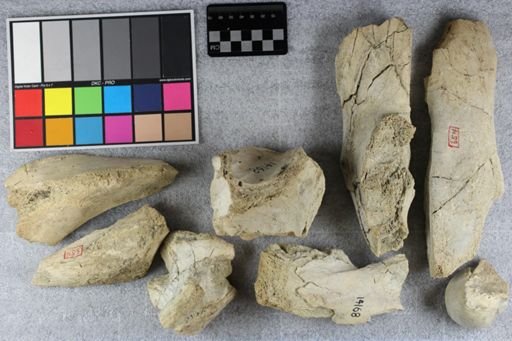 Brontotheriidae