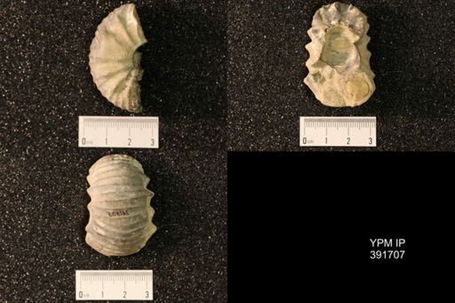 Scaphites sp.