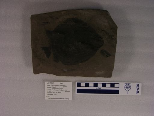 Cleithrolepis granulatus