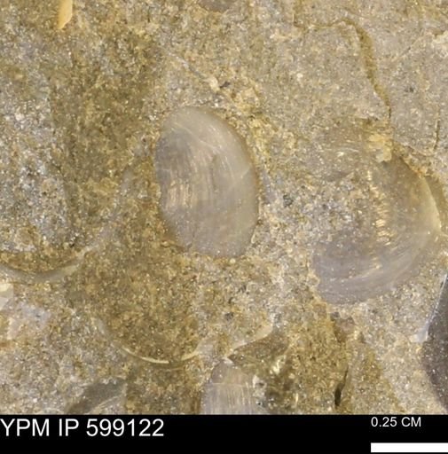 undet. Bryozoa