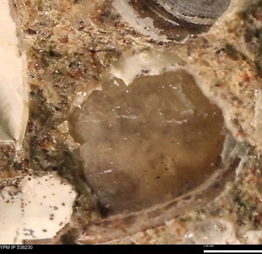 Corbulamella gregaria