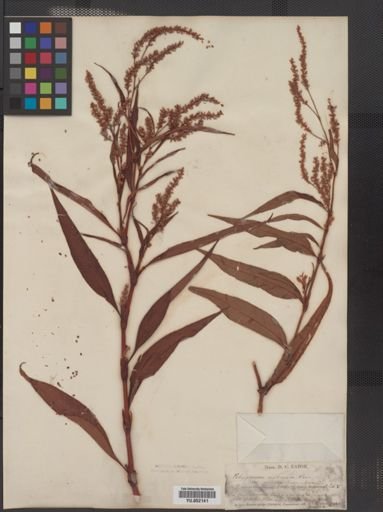 Polygonum
