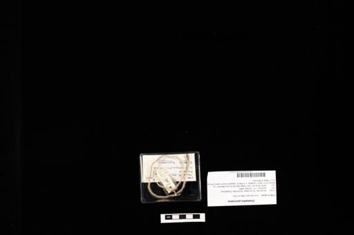 Diadophis punctatus