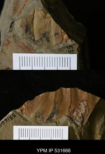 undet. Trilobita