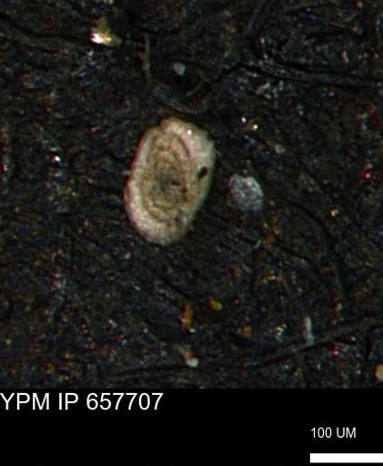 Spirolocammina subcircularis