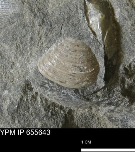 Limopsis sp.