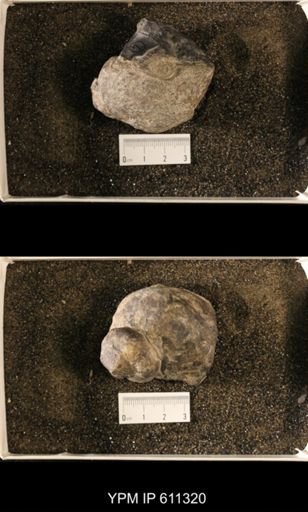 Lophospira cassina