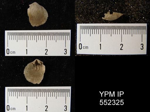 Schizophoria sp.