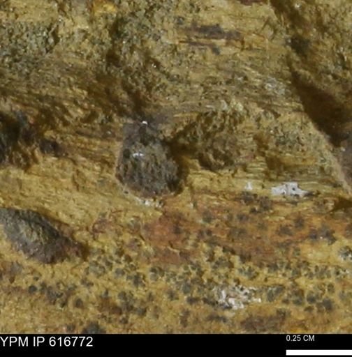 Teredo sp.