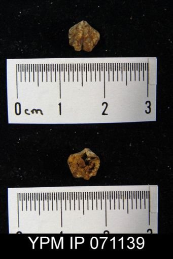 Delthyris saffordi