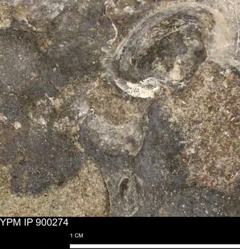 Anomia gryphorhyncha