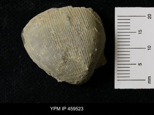 Linoproductus magnispinus