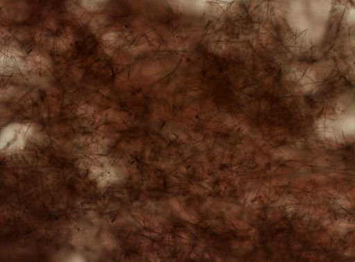 Biemna sp.