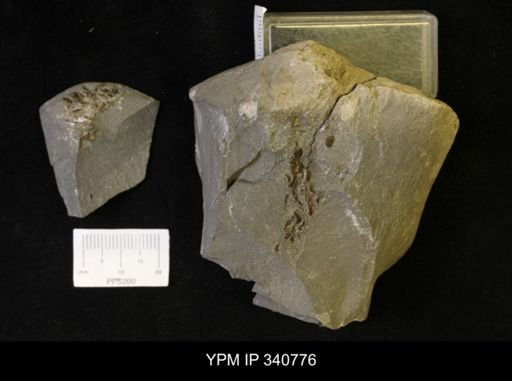 Lingula sp.