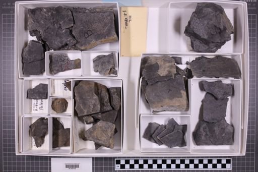 mixed taxa, stratigraphic collection