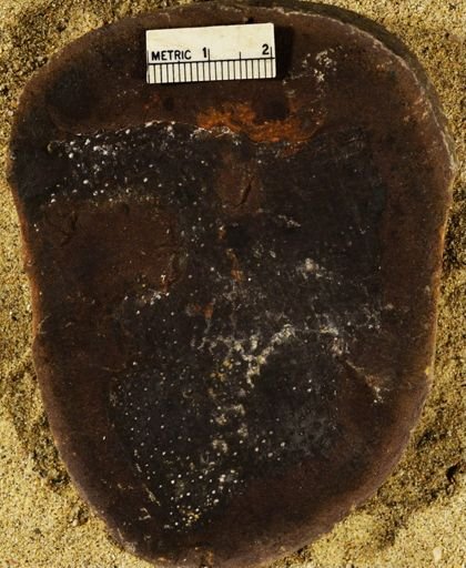 Stigmaria sp.
