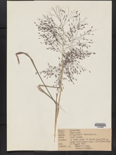 Eragrostis spectabilis