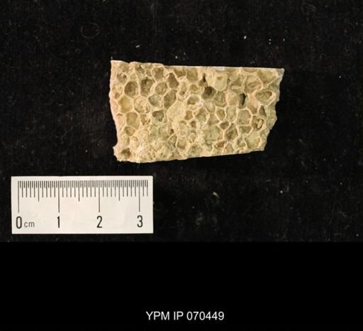 Favosites brownsportensis