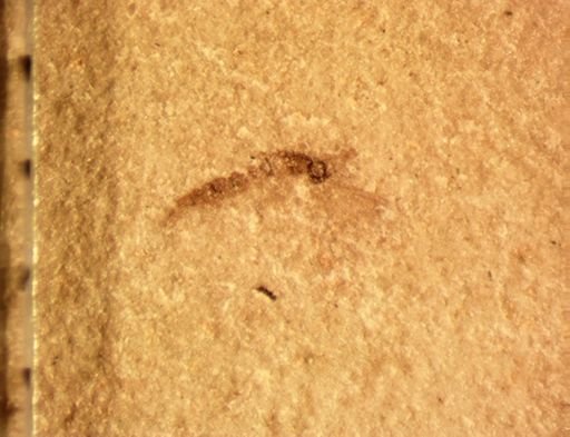 undet. Diptera