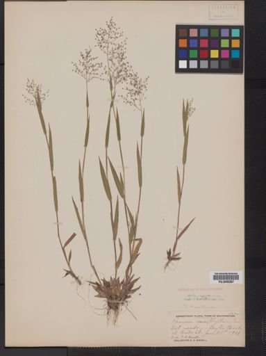Panicum huachucae