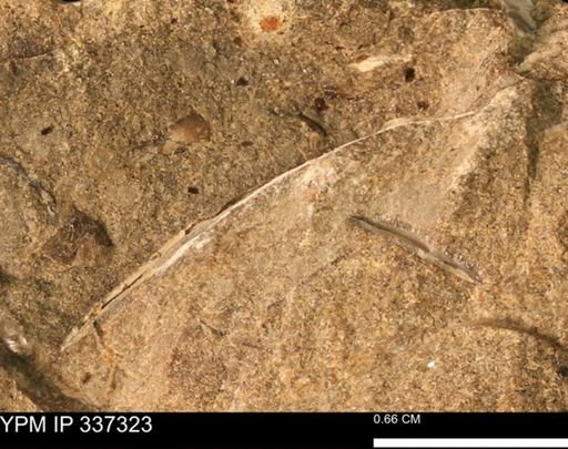 undet. Bivalvia