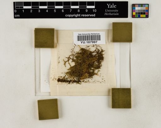 Plantae